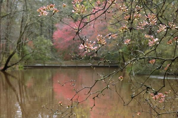 GA, Azalea branches over pond in spring, GA,